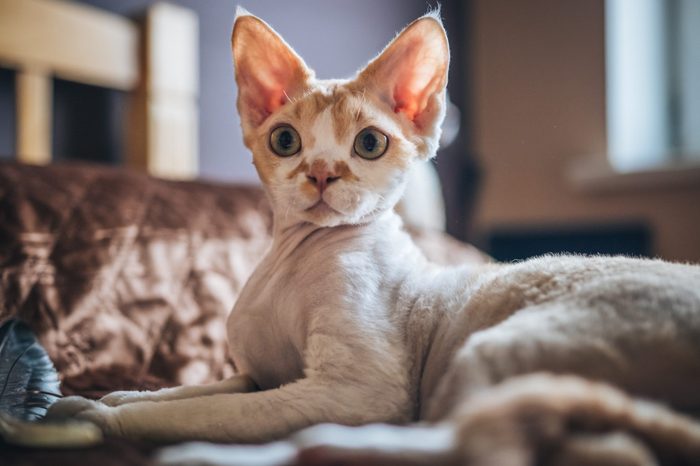 A photograph of a Devon Rex cat.