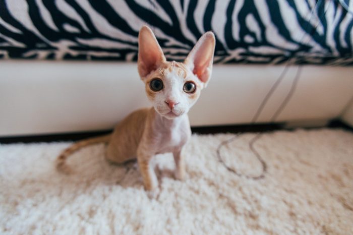 Funny cat. Devon rex. Best friend for human