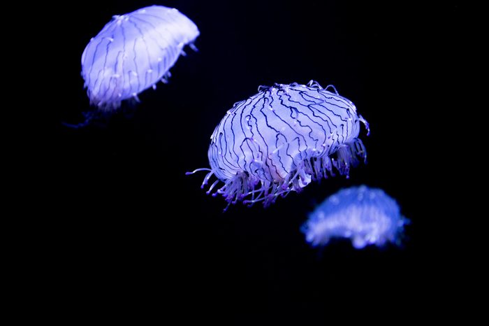 Flower hat jelly