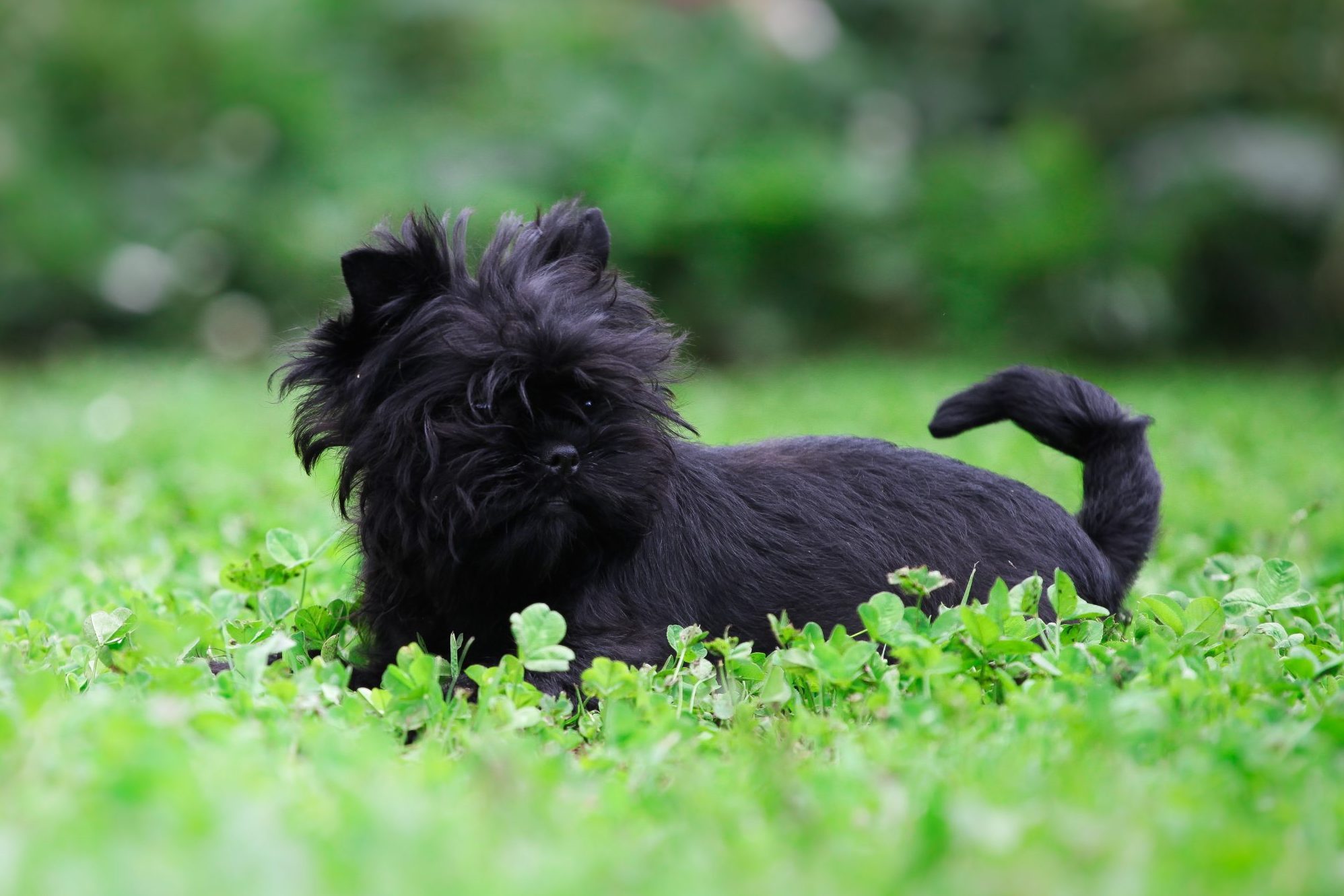 Affenpinscher playing in the garden