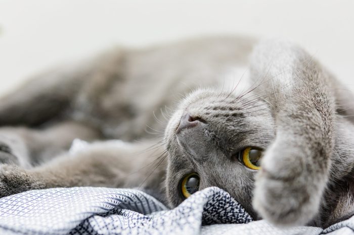 close up Domestic (siam thai cat ) Korat cat resting with selective focus