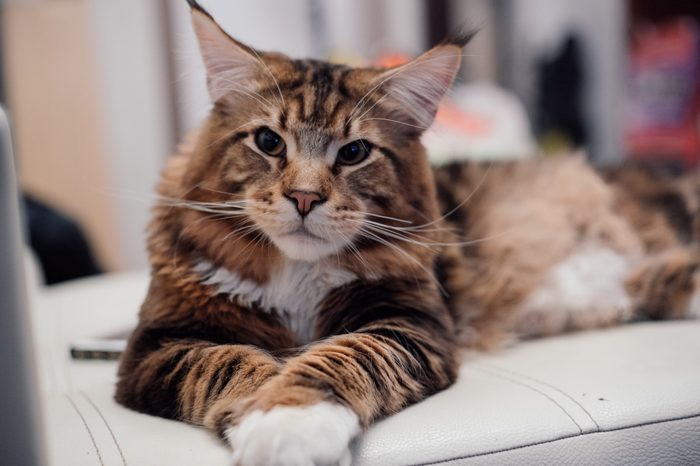 Maine Coon. The largest cat. A big cat. Maine Coon