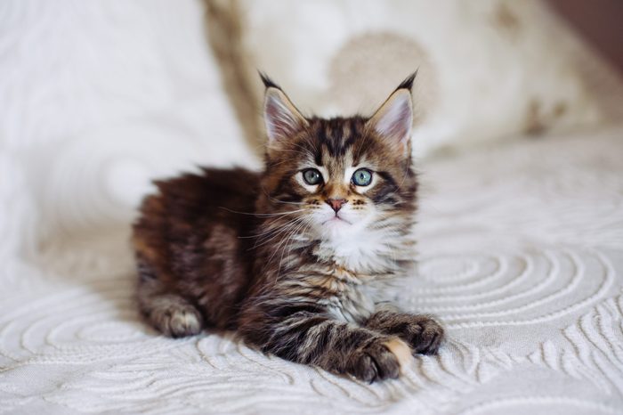 Maine coon kitten