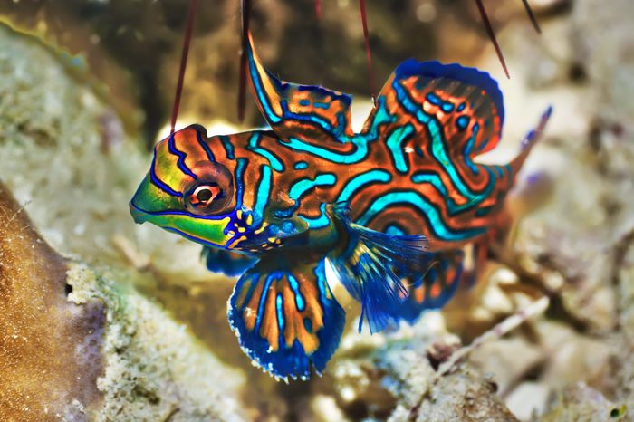 Small tropical fish Mandarinfish close-up. Sipadan. Celebes sea