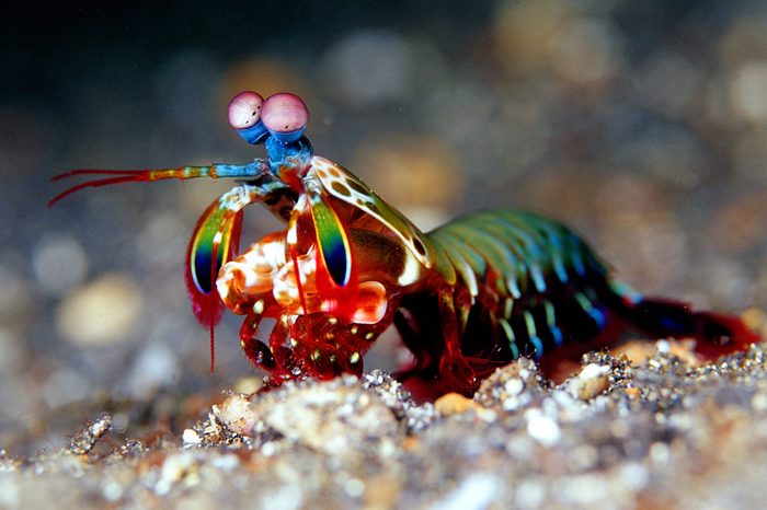 Mantis shrimp