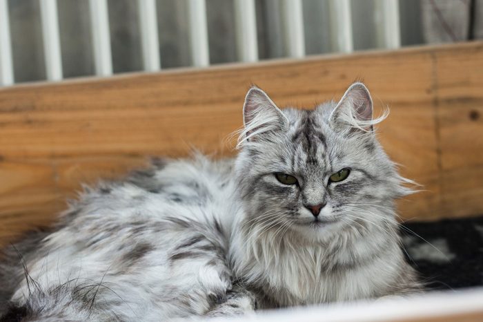 Norwegian Forest Cat / Siberian