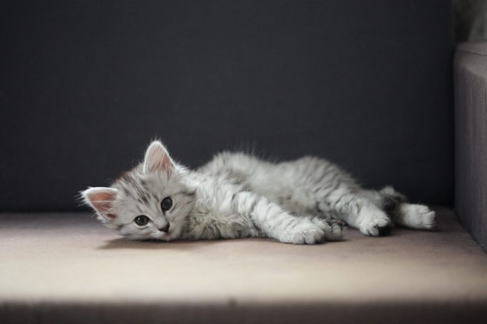 Norwegian Forest Cat / Siberian