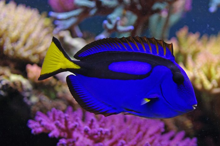 Paracanthurus hepatus marine fish