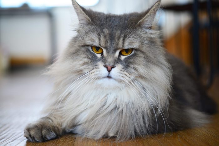 Close up of Persian cats Playing in a Cat Cafe coffee shop