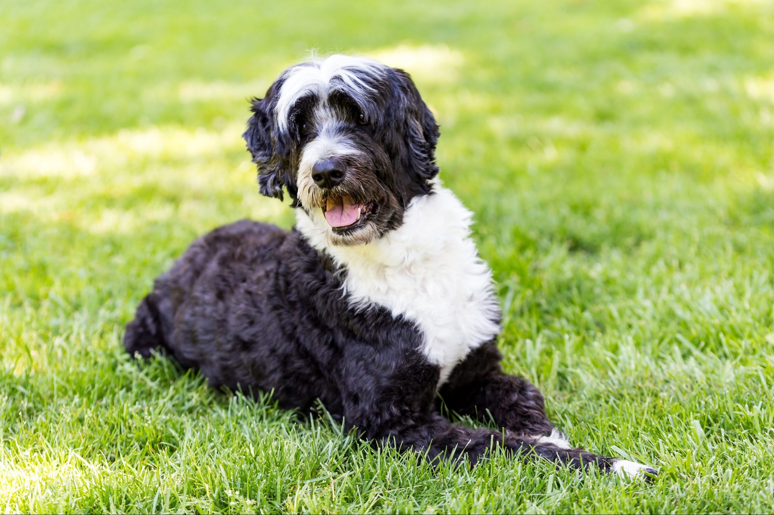 Portuguese Water Dog sitting in grass.  A wavy coat portie leans over at the viewer.