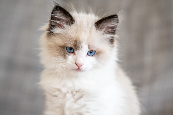 Ragdoll Kitten Blue Eyes Cat at home