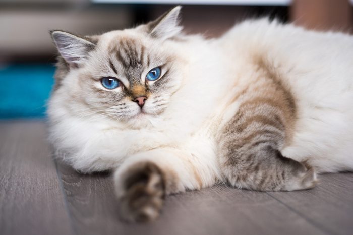 Ragdoll cat lying on the wooden floor