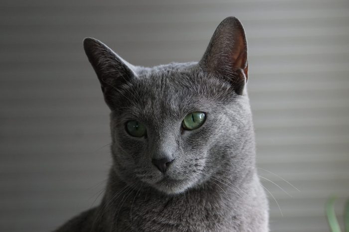 Russian Blue Cat close up face