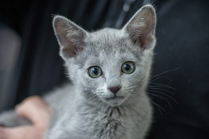 Russian blue cat portrait - Pedigree Cat