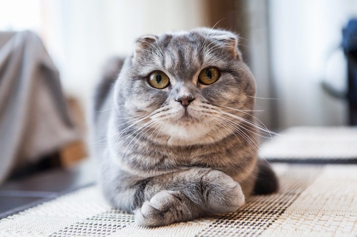 Scottish fold cat