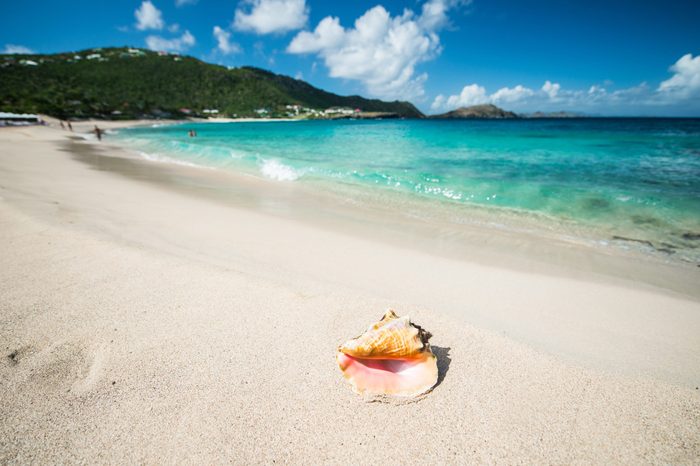 Shell in a Caribbean sea