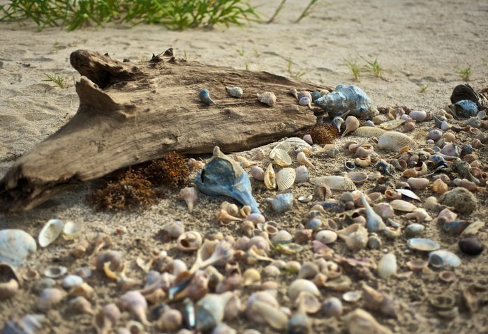 shells on driftwood louisiana