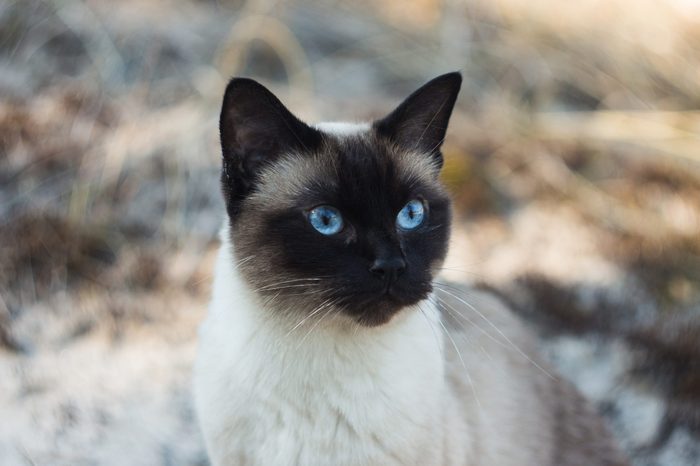 Beautiful brown Siamese female cat on sandy background, portrait