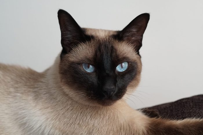 Tonkinese cat posing for photos