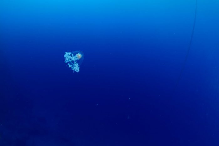 Turritopsis nutricula Turritopsis dohrnii Oceania O. armata immortal underwater 