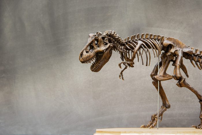 Fossil skeleton of Dinosaur king Tyrannosaurus Rex ( t-rex ) on wooden base and blackboard background retro vintage style and copy space.