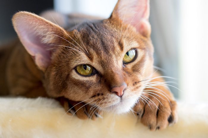 Purebred abyssinian cat