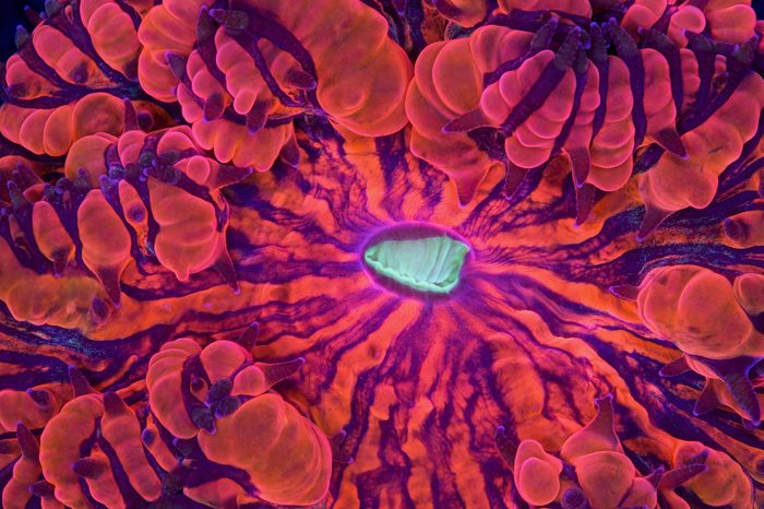 This is a macro photograph of a bright red and black Blastomussa coral polyp. The green center is its mouth.