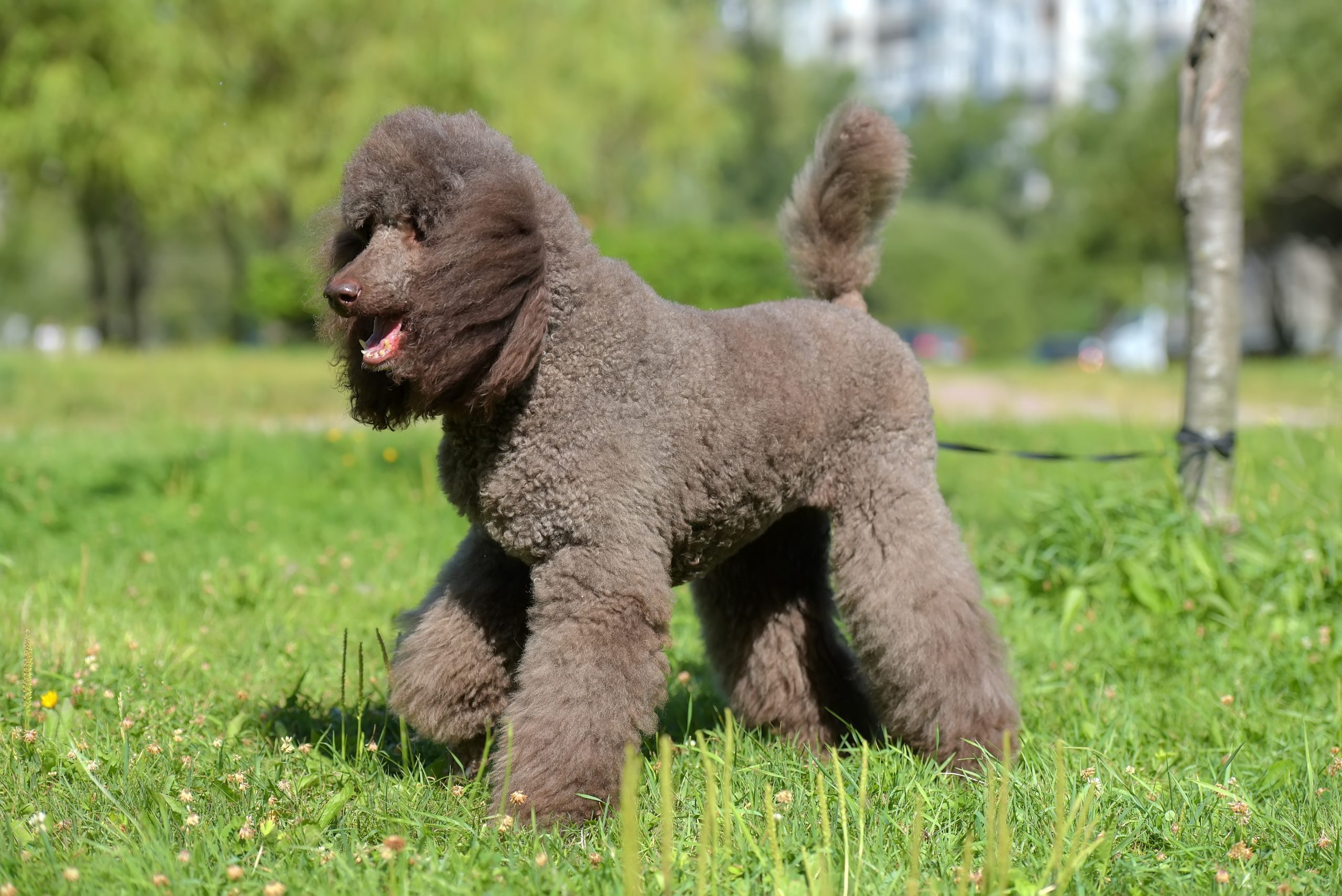 brown royal poodle in the summer on the grass