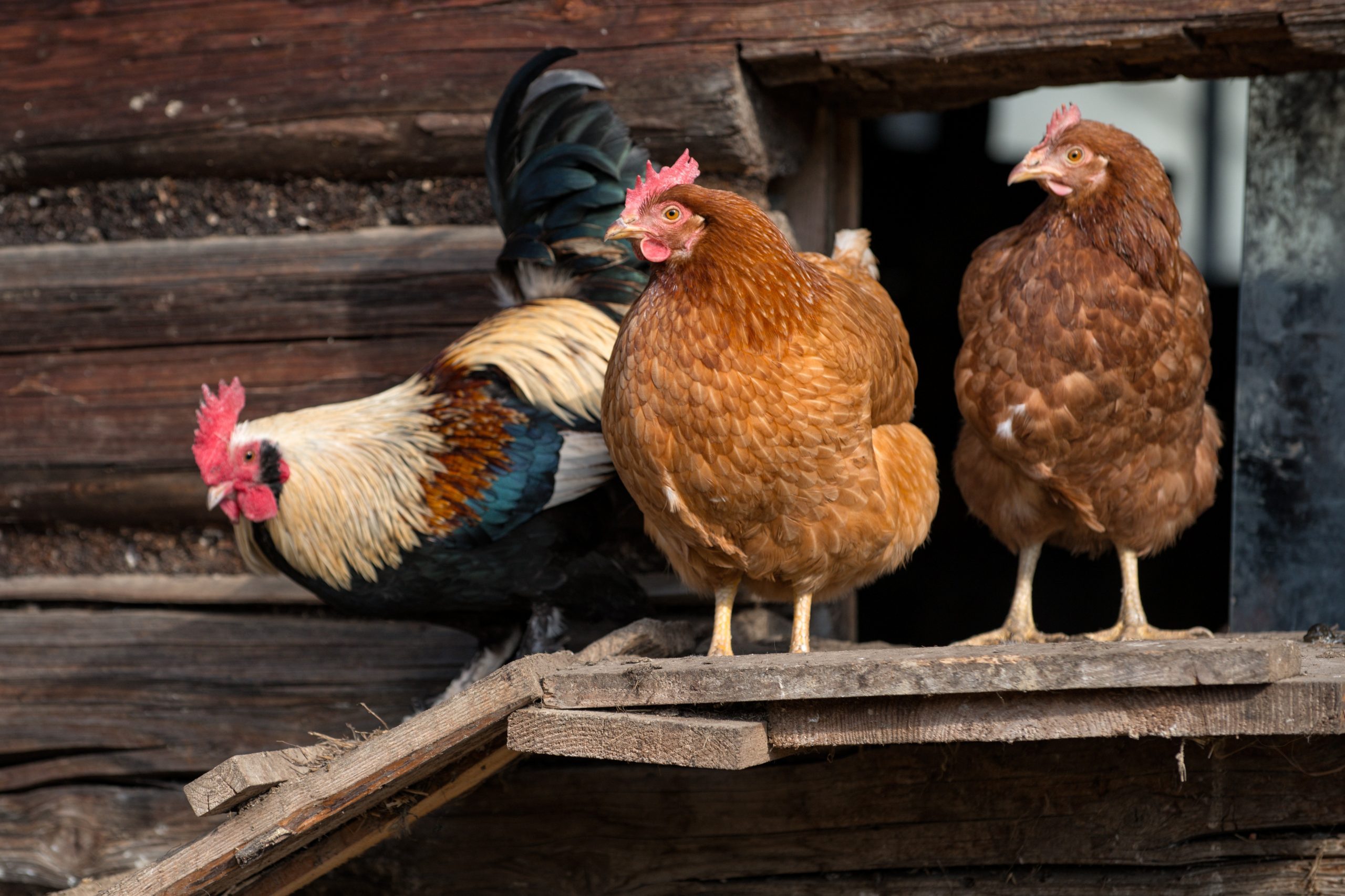 Chickens on traditional free range poultry farm 