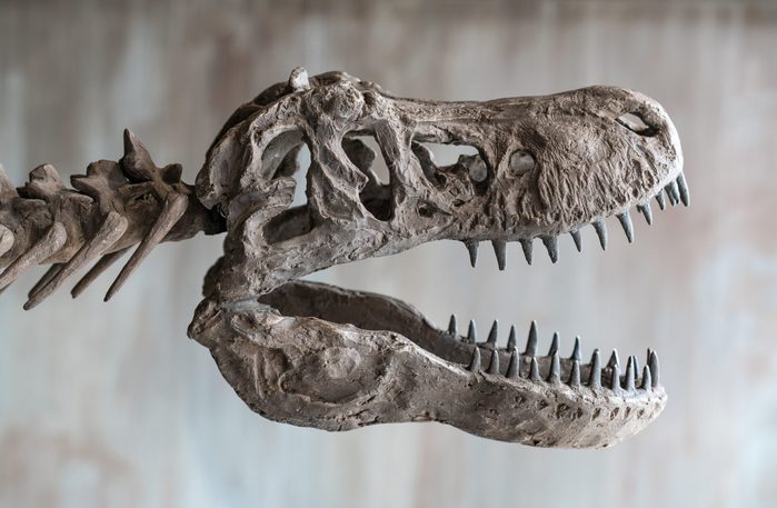 Tyrannosaurus rex skull.Close up of Giant Dinosaur : T-rex skeleton
