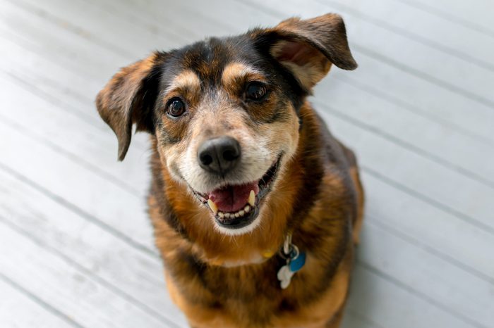 Happy dog on gray porch