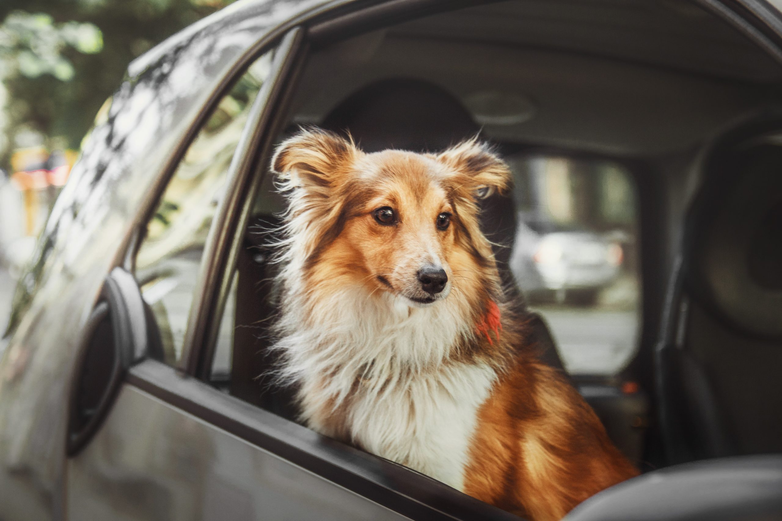 Do Dogs Need Seat Belts?