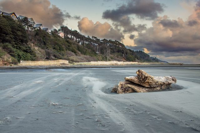 Driftwood on the beach