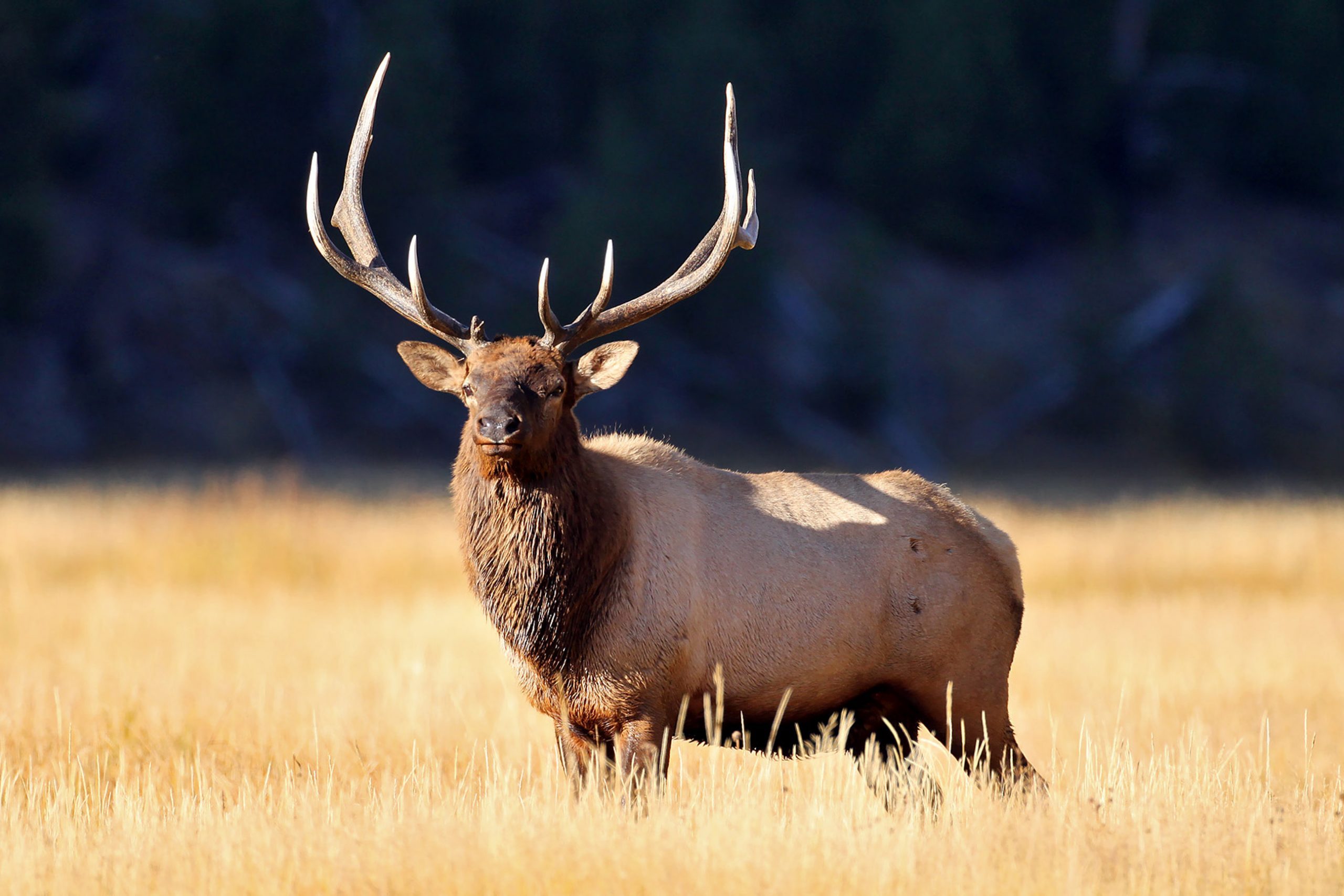 Elk