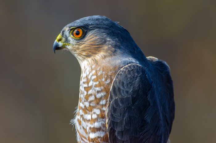 Sharp-shinned hawk portrait taken during Fall bird migrations at Hawk Ridge Bird Observatory in Duluth, Minnesota