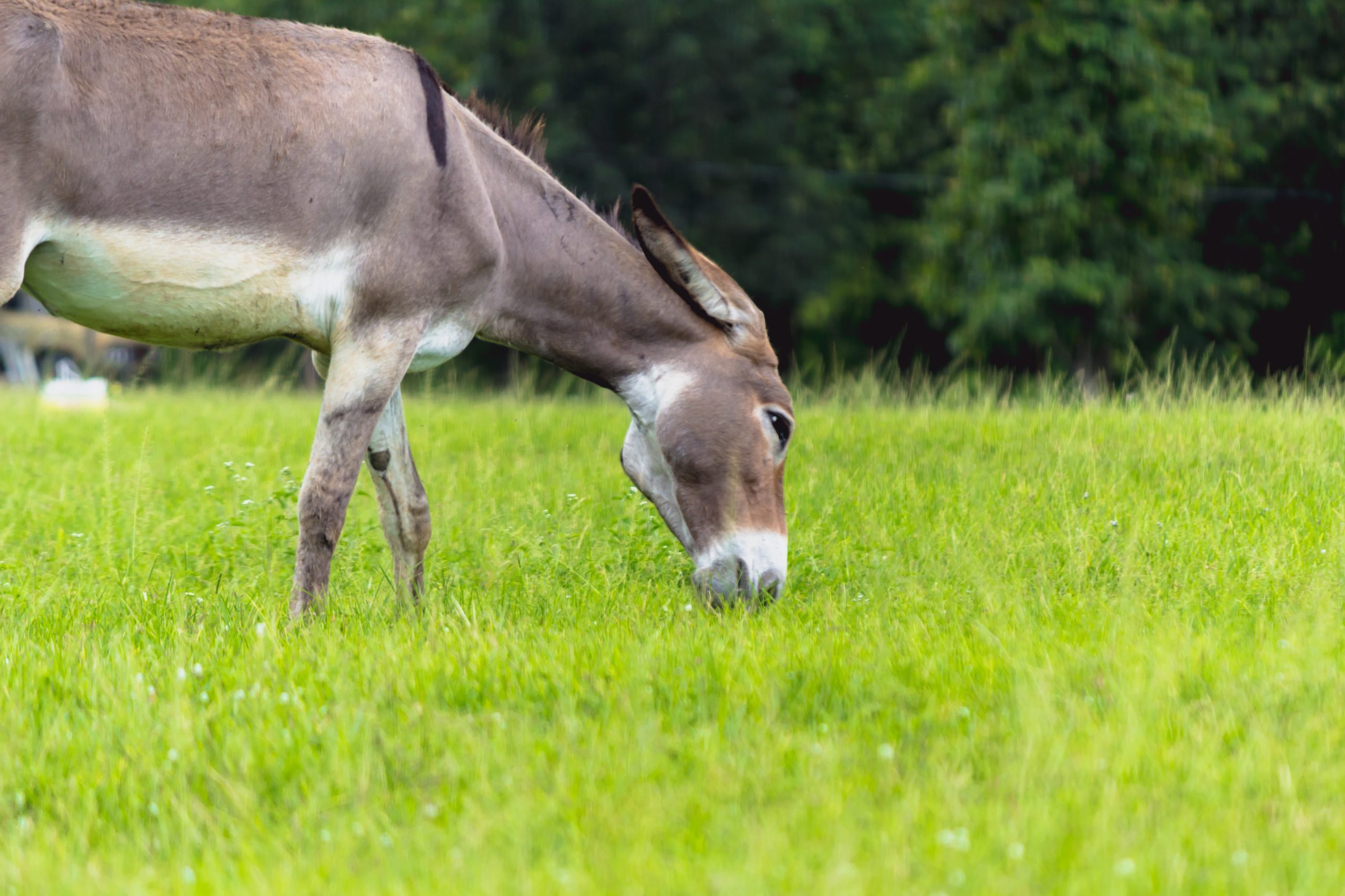 Mule is a mixed species of mules and mules. Mule is commonly used as a vehicle for transport of animals. The size and quantity of the load can depend on the species and weight of the mule itself.