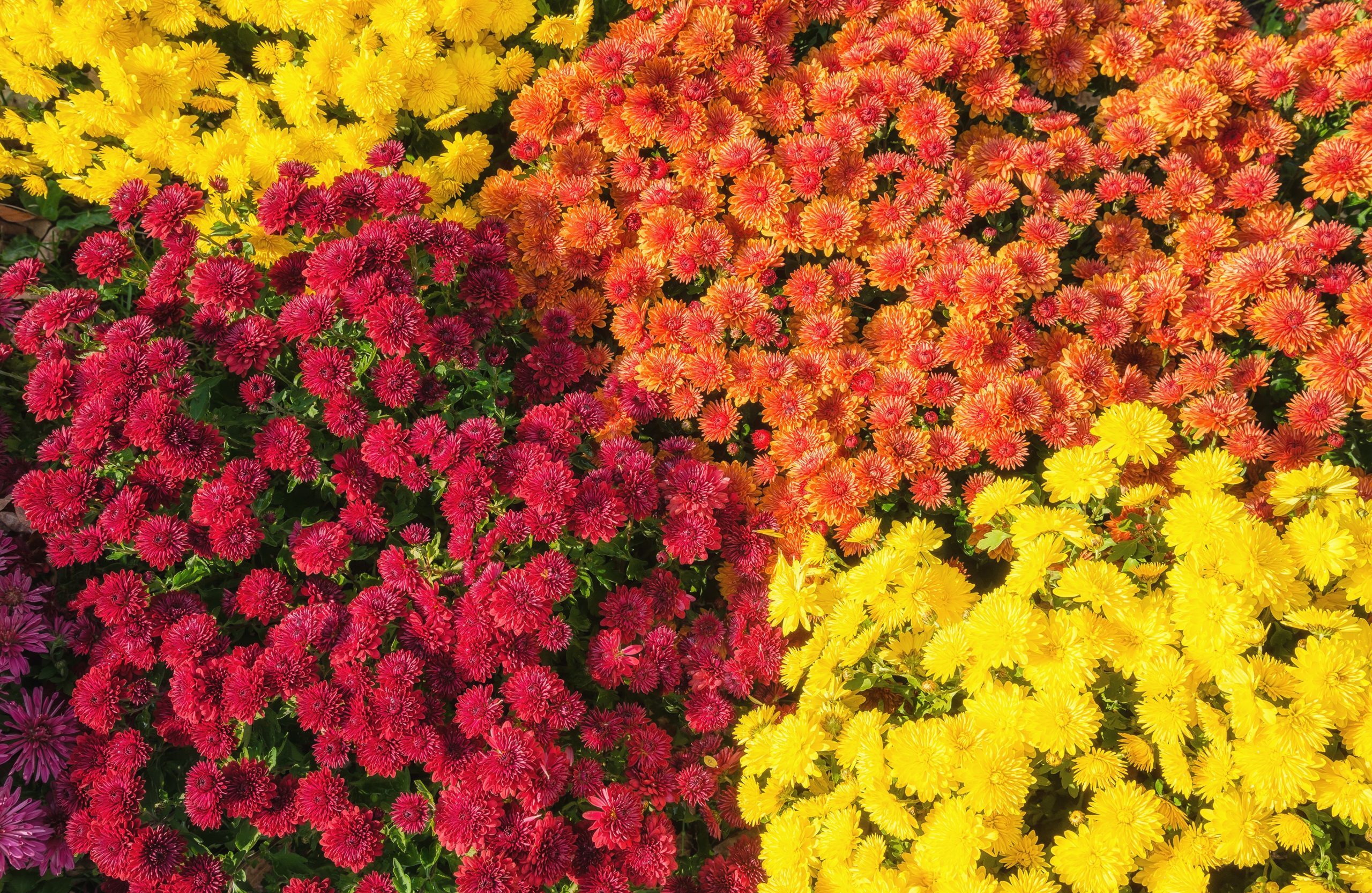 Colorful Autumn Mums or Chrysanthemums for flower background