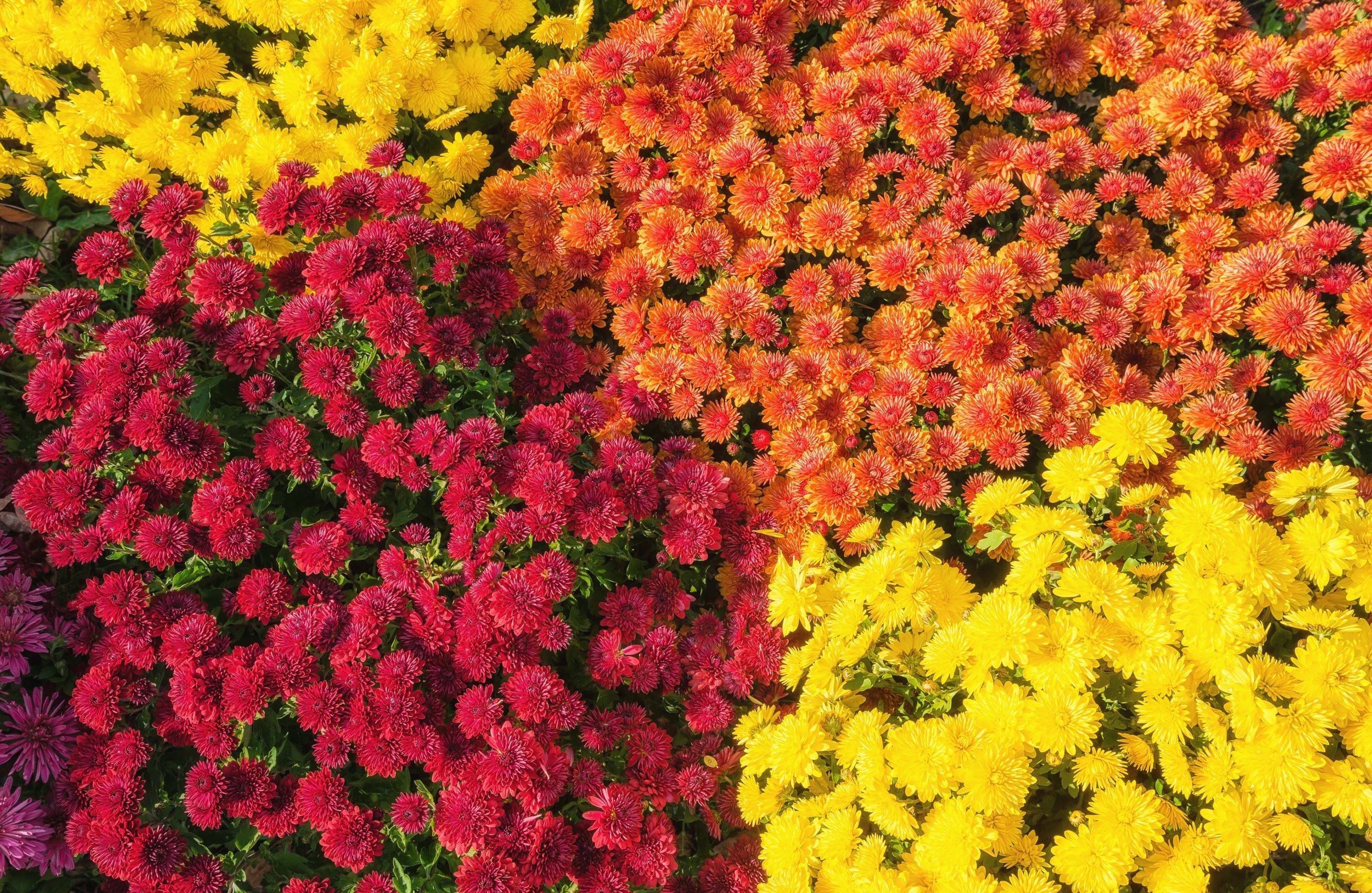 Colorful Autumn Mums or Chrysanthemums for flower background 