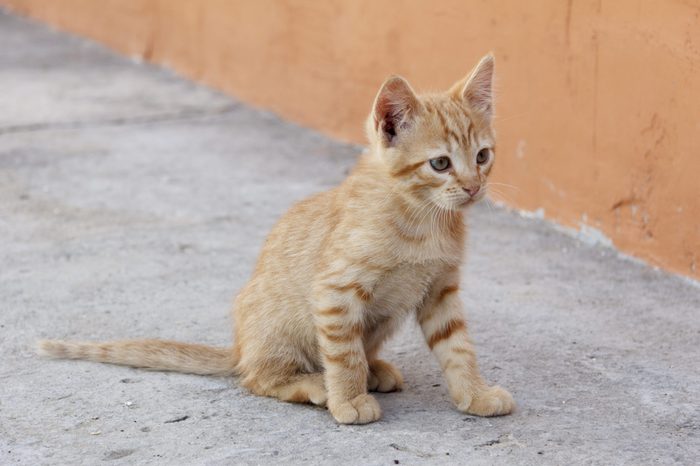 Red lined Kitten