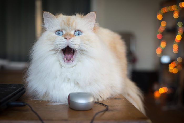 Housecat cauht in a yawn on coffee table