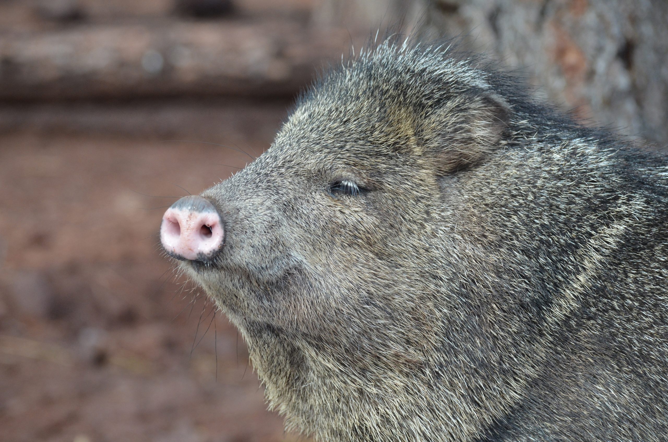 Adorable close up photo of the face of a javerline pig