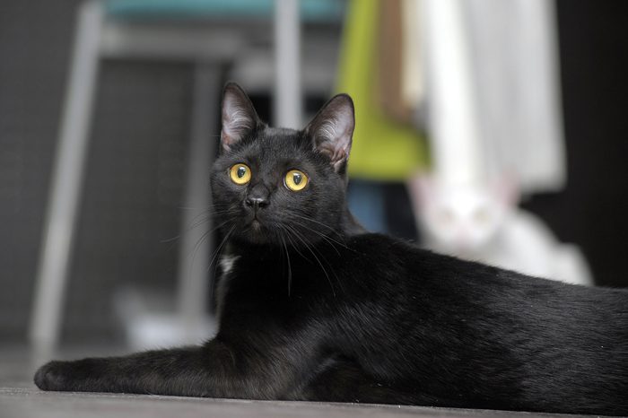 cute black bombay cat with bright yellow eyes