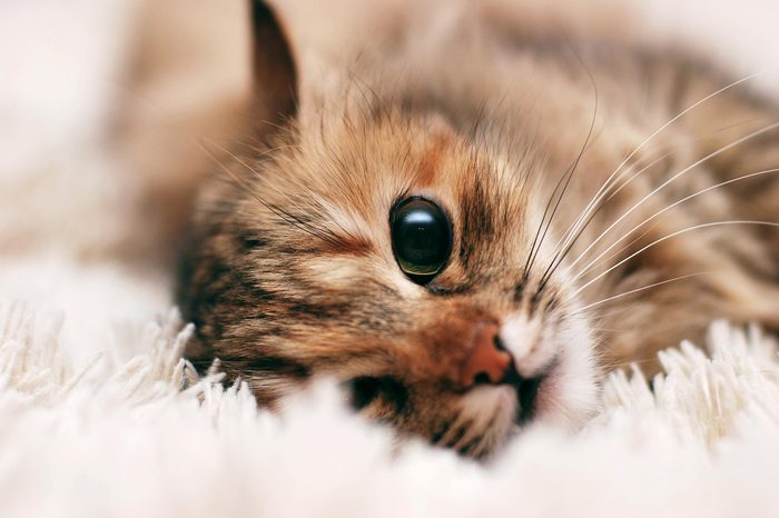 Red fleeced cat on the rug