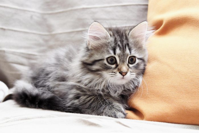 brown kitten of siberian breed