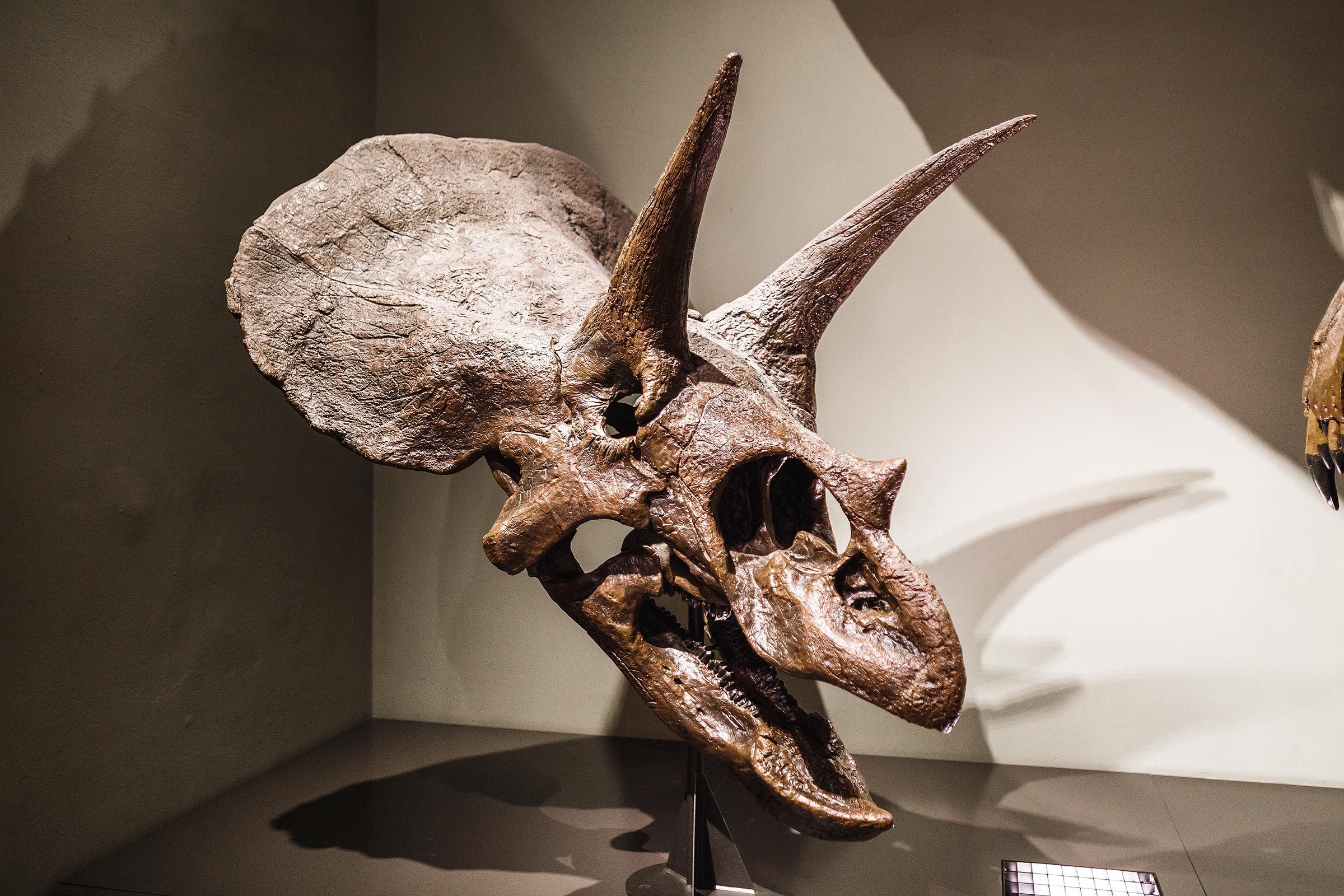 triceratops