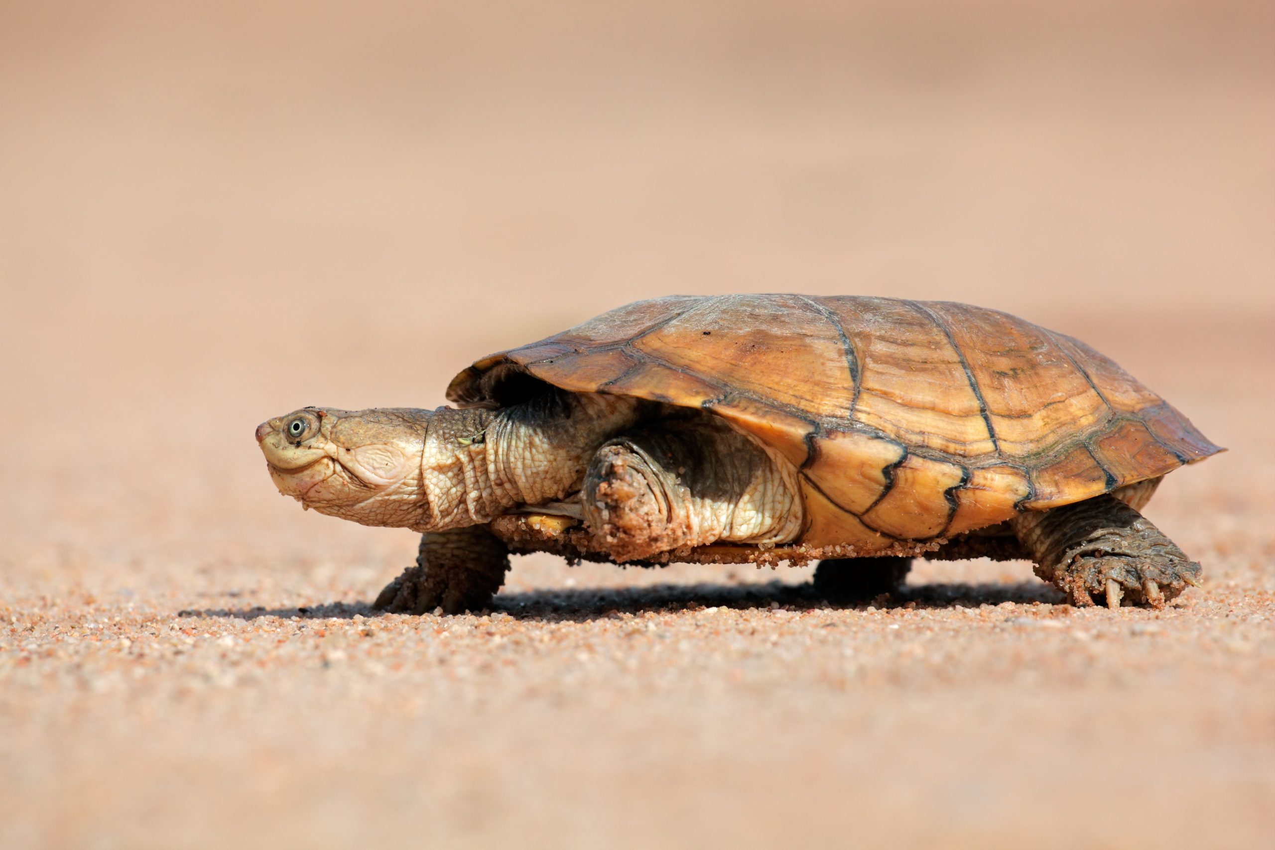 Helmeted terrapin (Pelomedusa subrufa) walking on land, South Africa