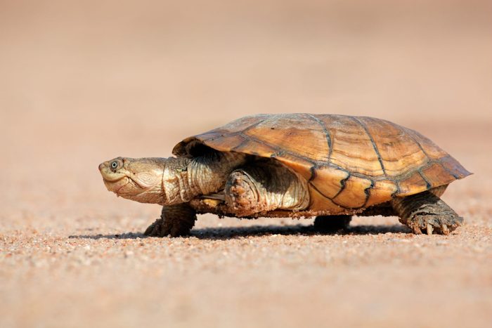 Helmeted terrapin (Pelomedusa subrufa) walking on land, South Africa