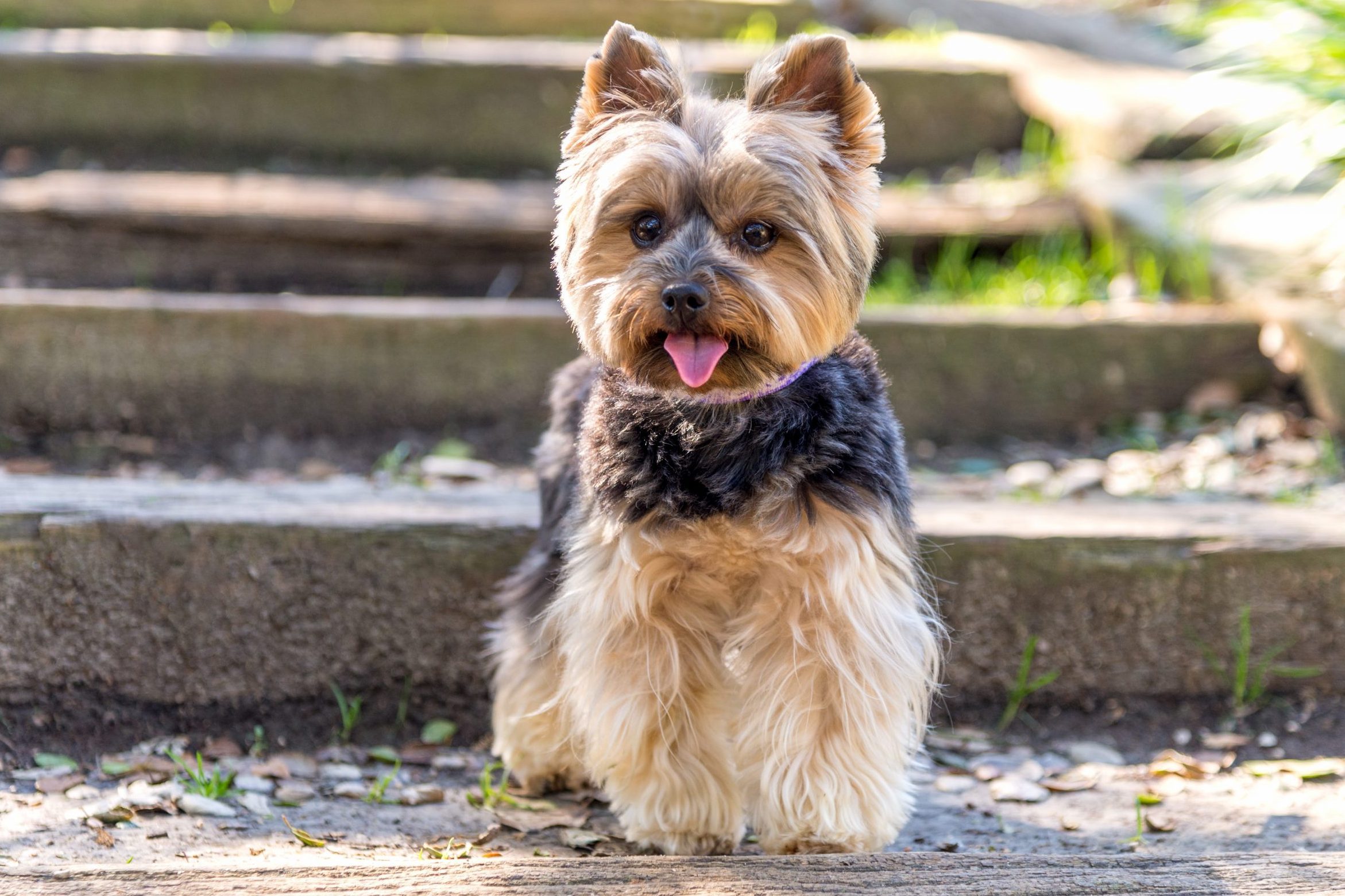 Yorkshire terrier in the park