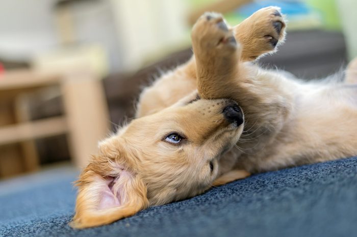 A Puppy of Breed Golden Retriever rolls around 