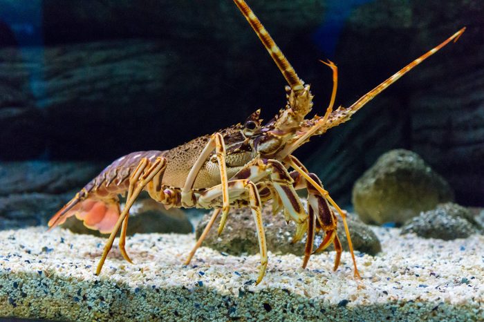 Colourful Tropical Rock lobster under water,